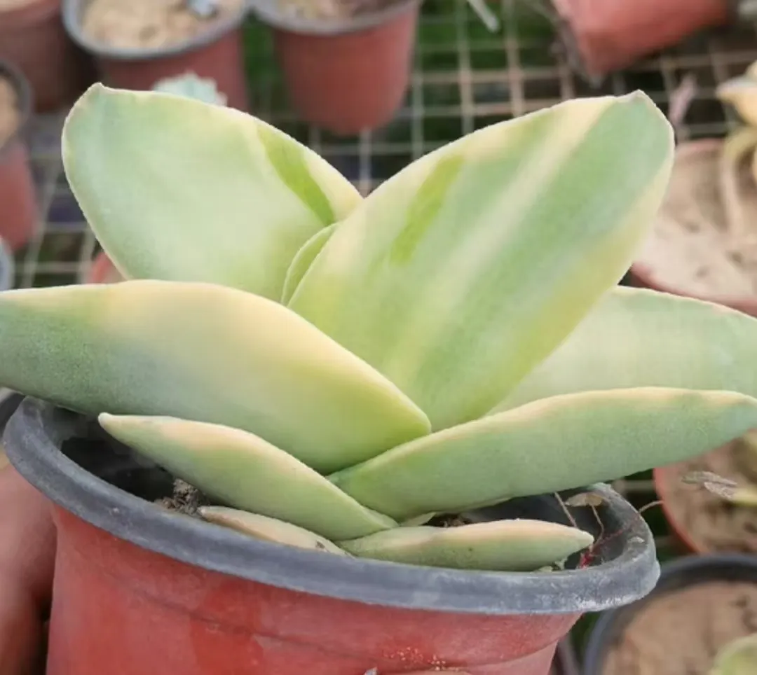 plant Aeonium Echeveria Haworthia  Caudex  Lithops Cactus  Agave 