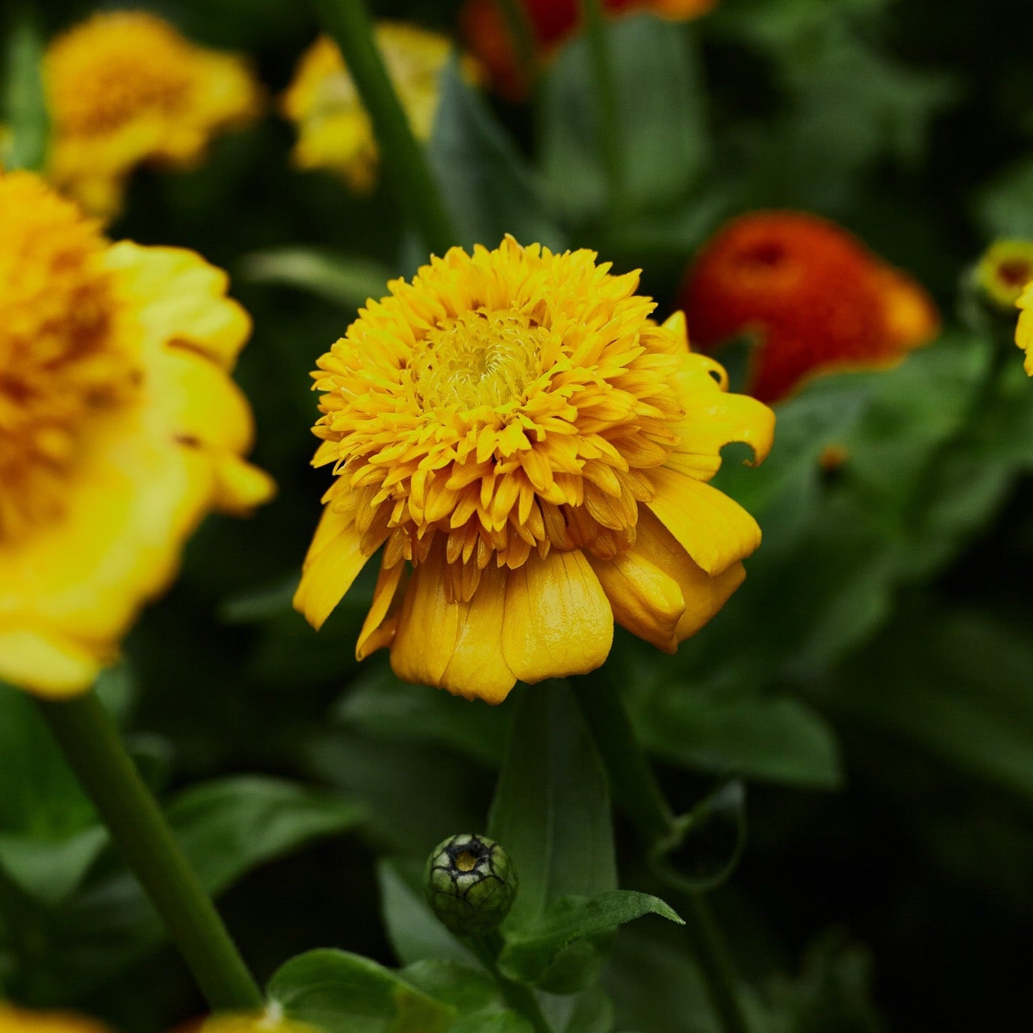 Zinnia Elegans Cresto Yellow Flower | X 30 Seeds