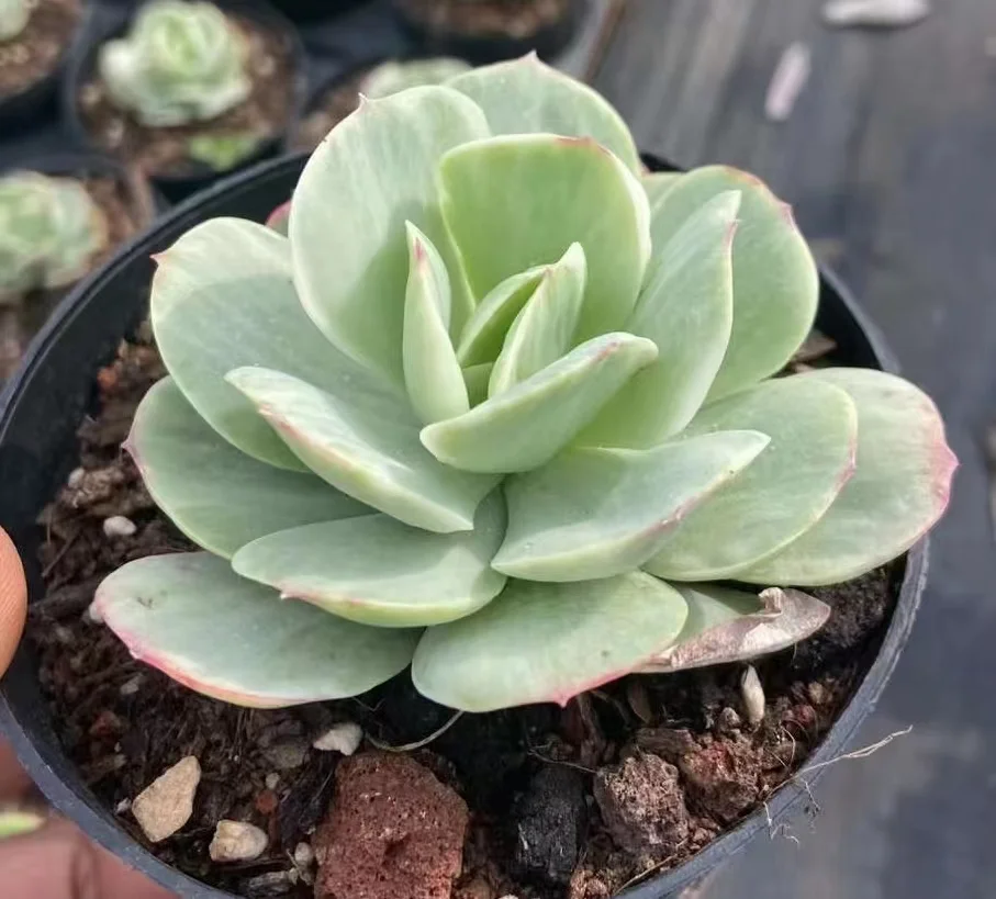 plant Aeonium Echeveria Haworthia  Caudex  Lithops Cactus  Agave 