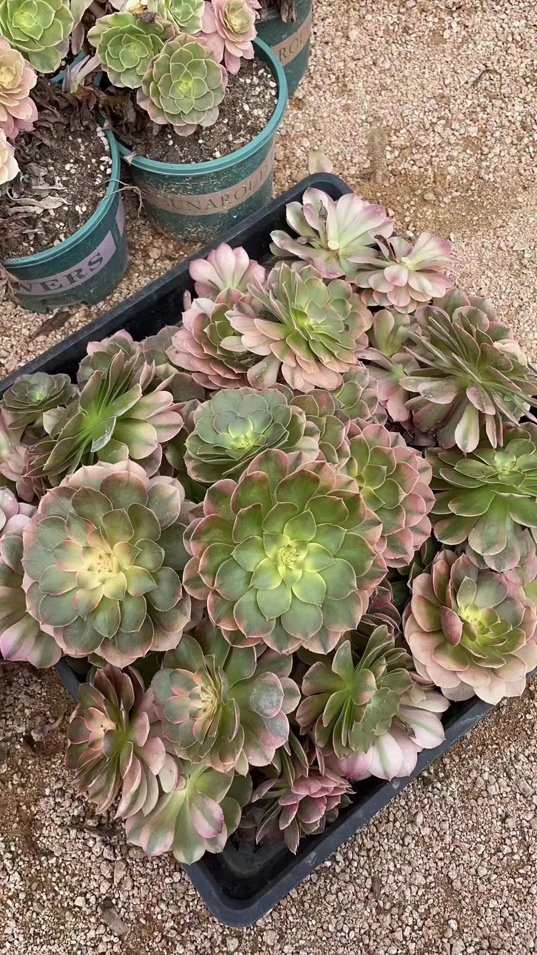 plant Aeonium Echeveria Haworthia  Caudex  Lithops Cactus  Agave 