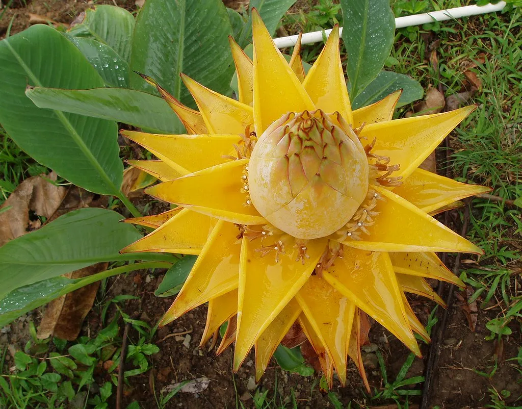 Golden Red Lotus Seeds: Embrace Tranquility with Every Bloom 🌸
