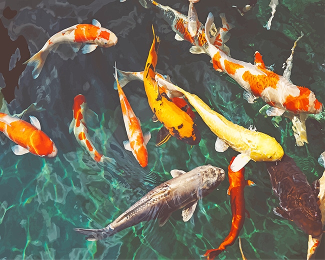

Orange and White Koi – Paint By Numbers - 40*50CM, 501 Original