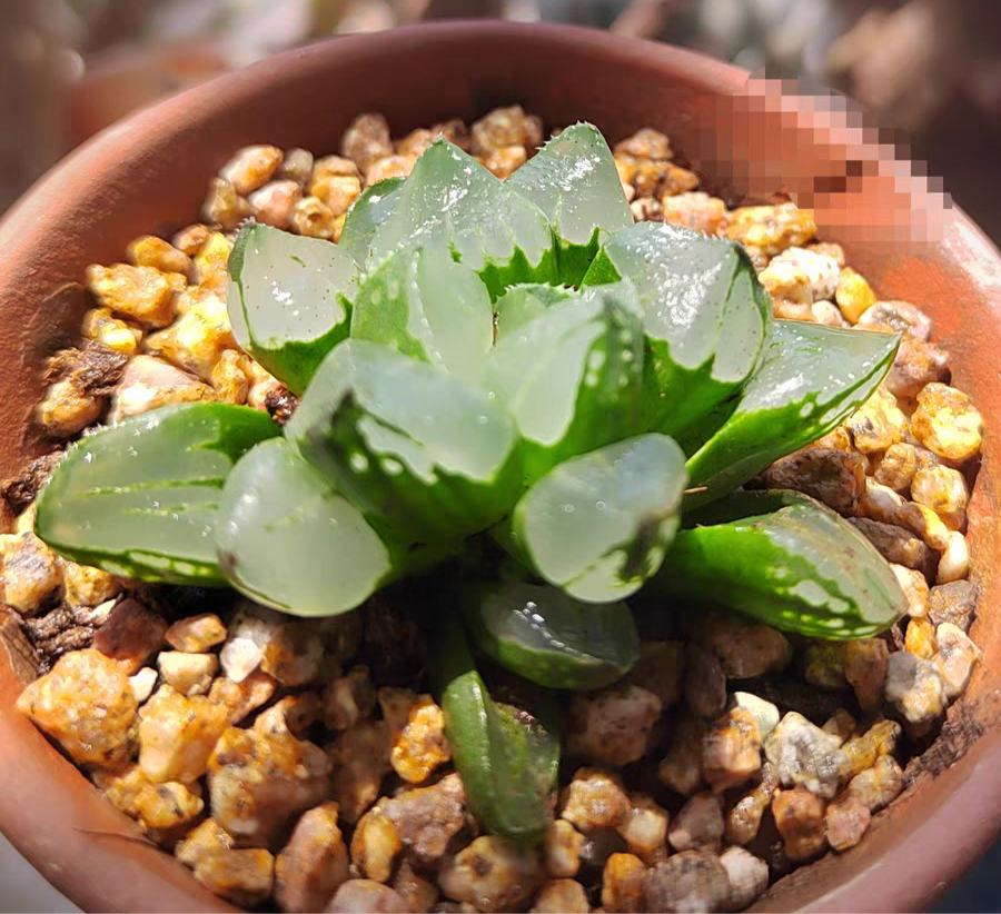 bjbm2.Haworthia cooperi Christmas candles 3-4cm / Haworthia/ Succulent plants / Garden landscape / Carefully select healthy plants