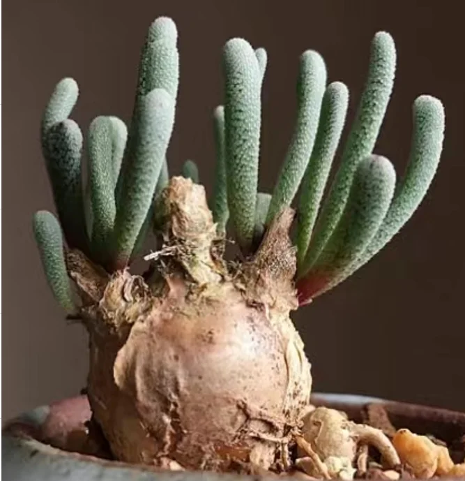 plant Aeonium Echeveria Haworthia  Caudex  Lithops Cactus  Agave 
