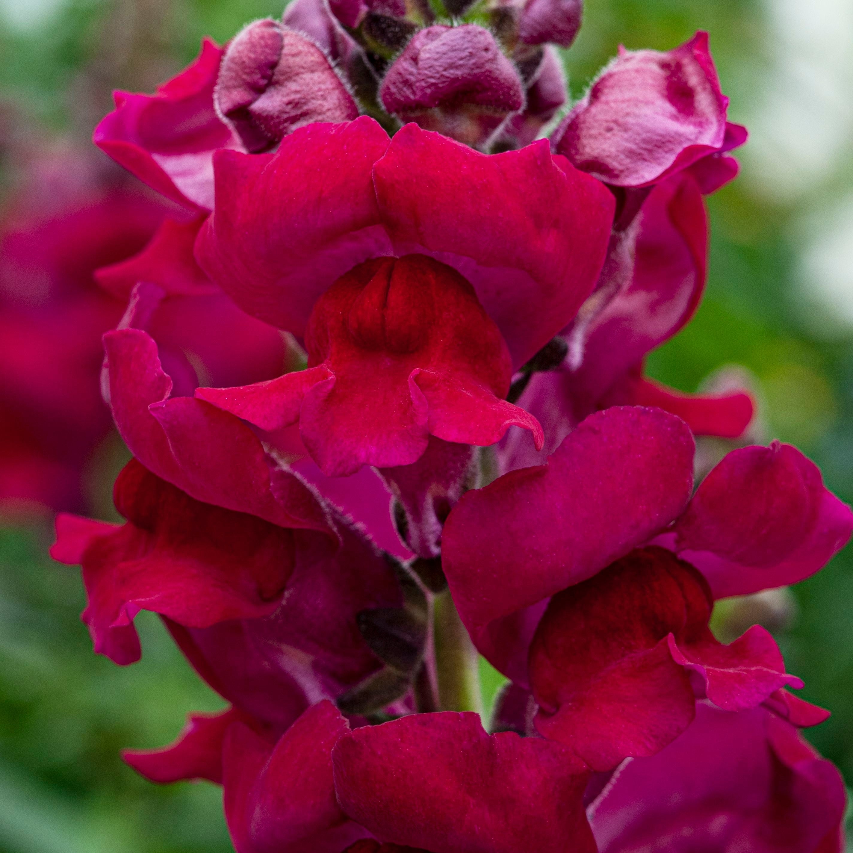 Snapdragon Costa Summer Velvet Flower | X 50 Seeds