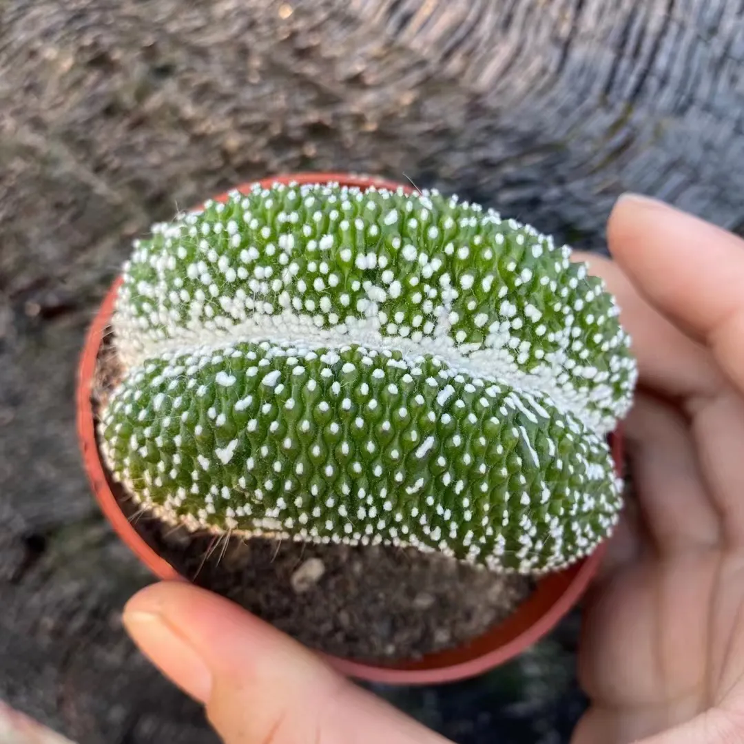 plant Aeonium Echeveria Haworthia  Caudex  Lithops Cactus  Agave 