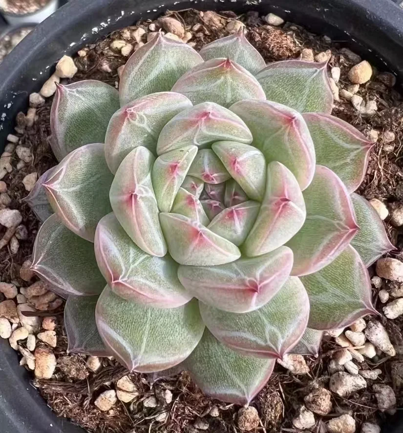471.  Echeveria Snowflake Jenny single head 4-5cm/Echeveria /  Succulent plants / Garden landscape / Carefully select healthy plants