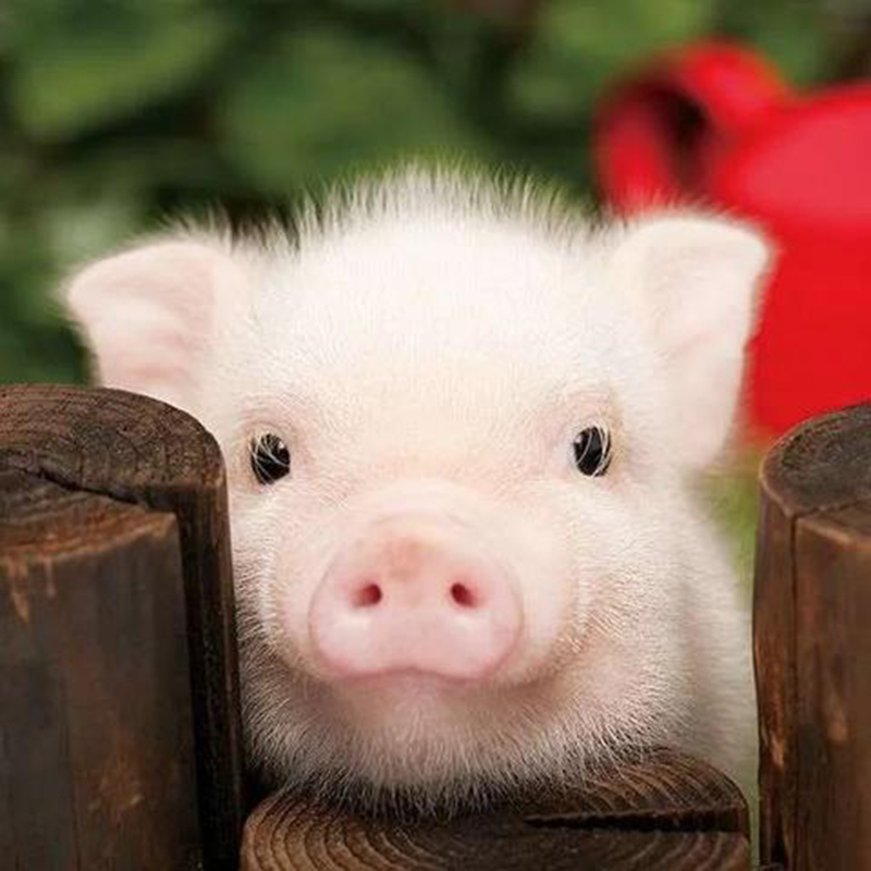 REALISTIC MINIATURE PIG PINKEE