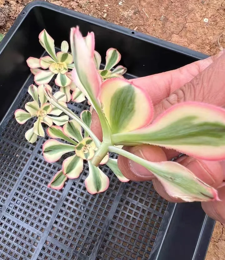 plant Aeonium Echeveria Haworthia  Caudex  Lithops Cactus  Agave 