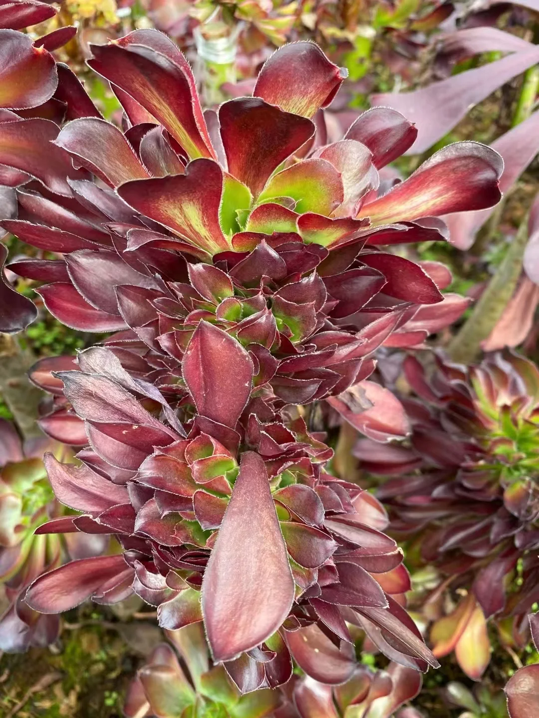 plant Aeonium Echeveria Haworthia  Caudex  Lithops Cactus  Agave 