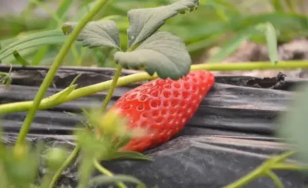 Super Sweet Chili-Shaped Strawberry Seeds🍓