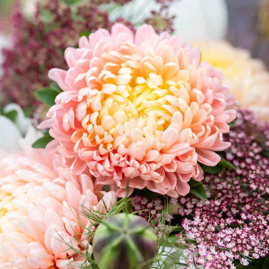 Callistephus 'Duchesse Mix' Seeds （Fall Sowing） Jonyparkseed®