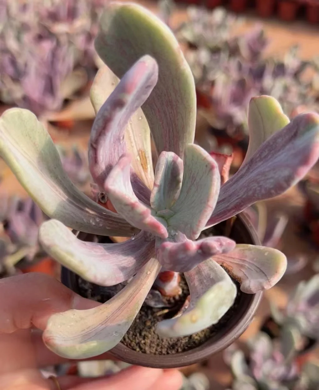 744.   Martin brocade  single head  7-8cm / Echeveria / Succulent plants / Garden landscape / Carefully select healthy plants