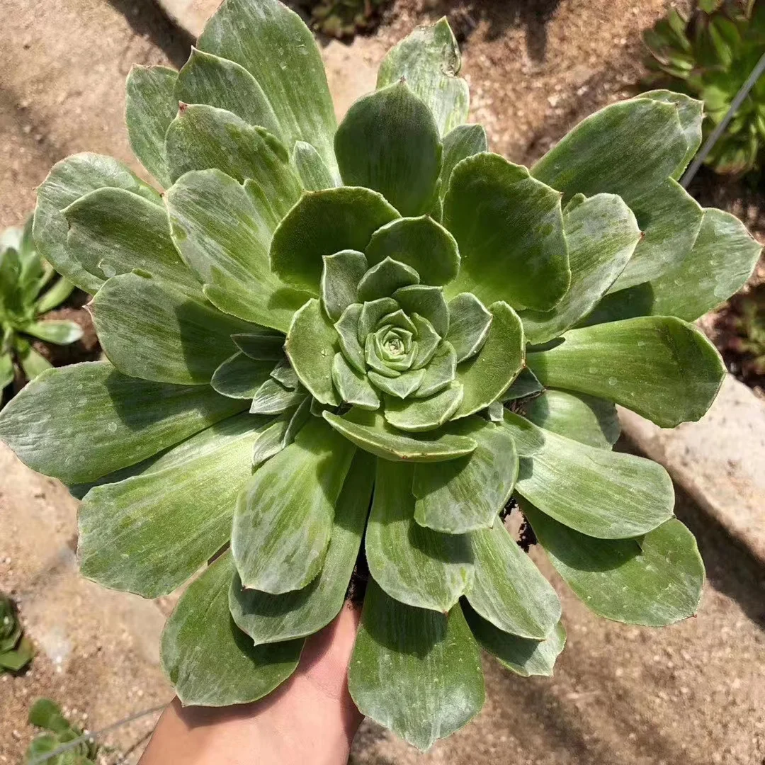 plant Aeonium Echeveria Haworthia  Caudex  Lithops Cactus  Agave 