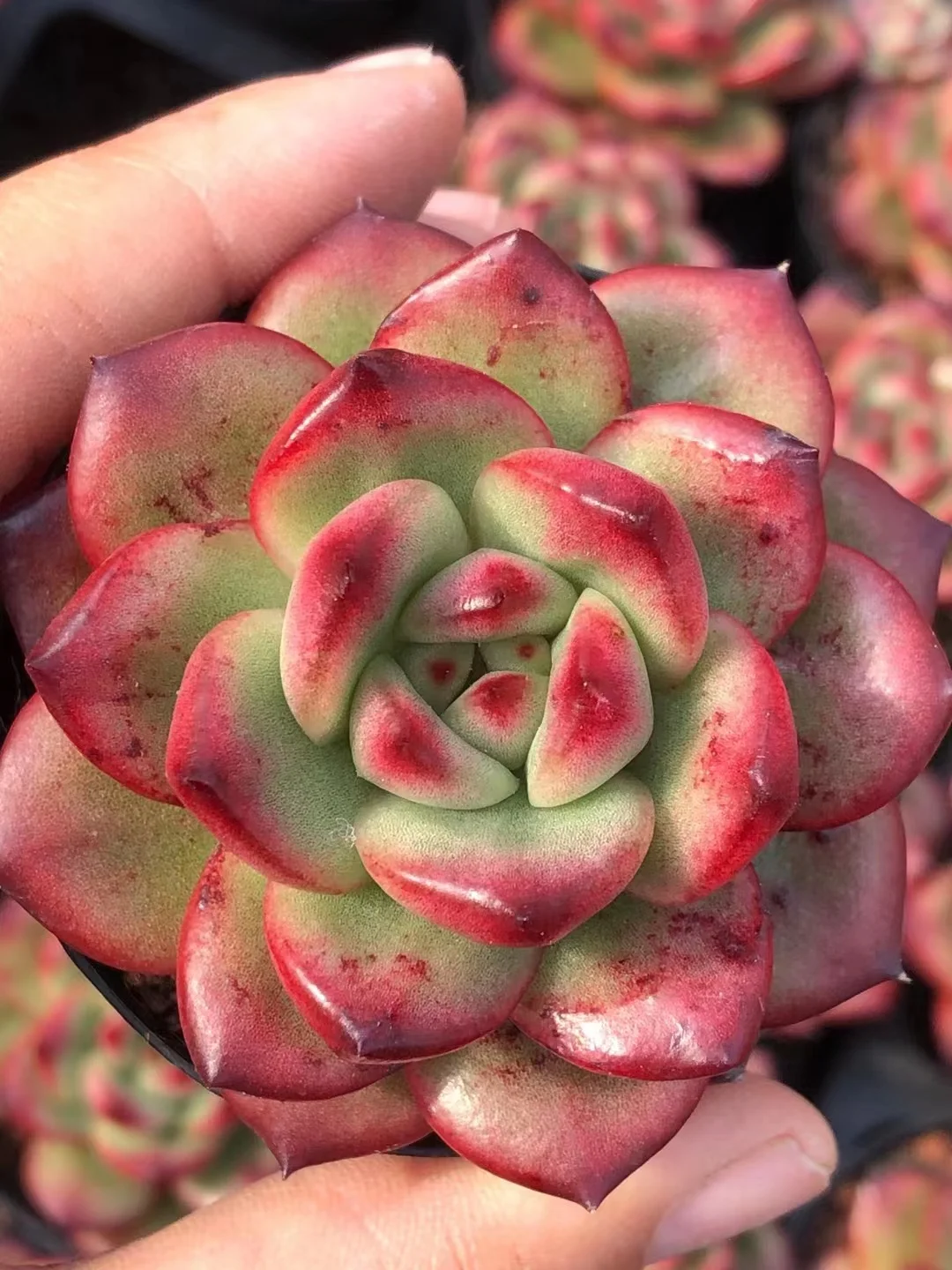 298. TM single head 3-4cm/ Echeveria / Succulent plants / Garden landscape / Carefully select healthy plants