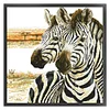 Zebra - 9CT Partial Beaded Cross Stitch Kit(62x62cm)