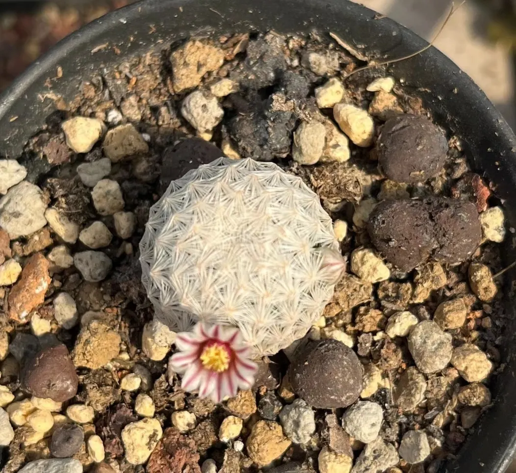 plant Aeonium Echeveria Haworthia  Caudex  Lithops Cactus  Agave 