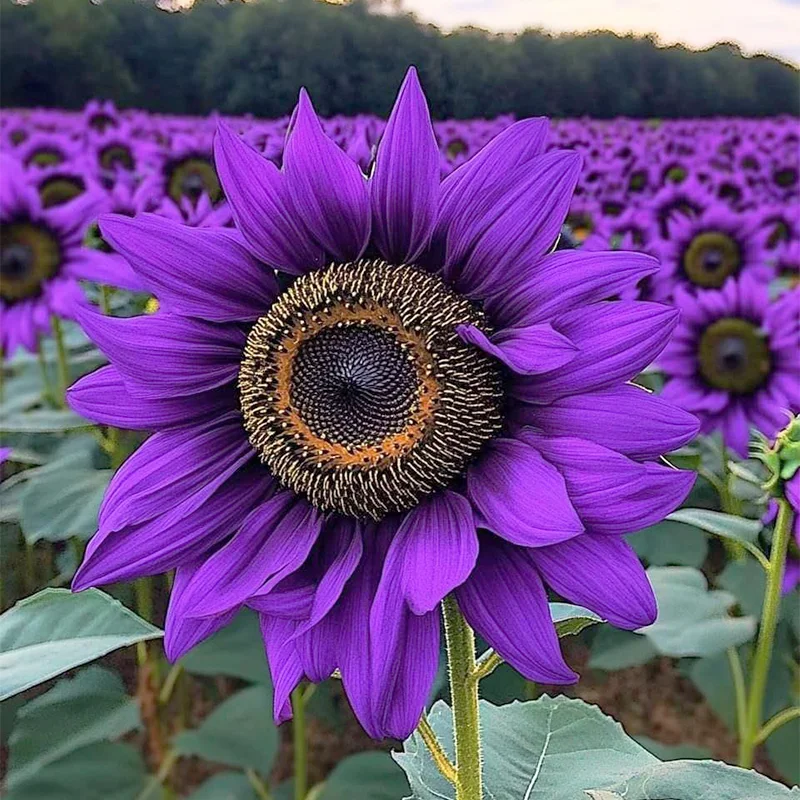 Sunflower ‘Violet Majesty’