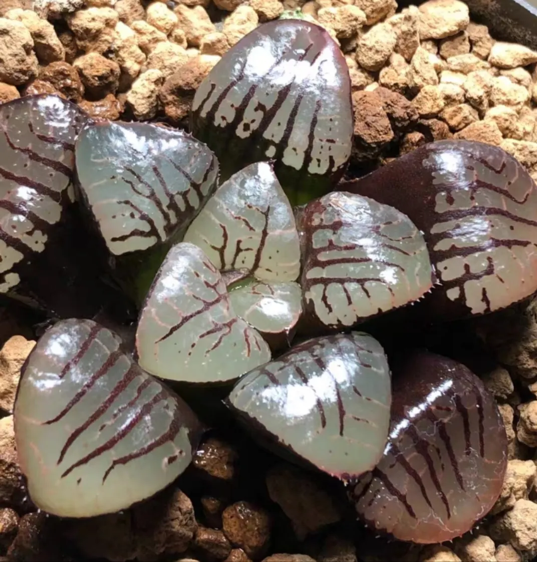 plant Aeonium Echeveria Haworthia  Caudex  Lithops Cactus  Agave 
