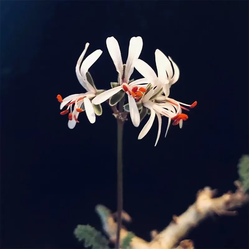 plant Aeonium Echeveria Haworthia  Caudex  Lithops Cactus  Agave 