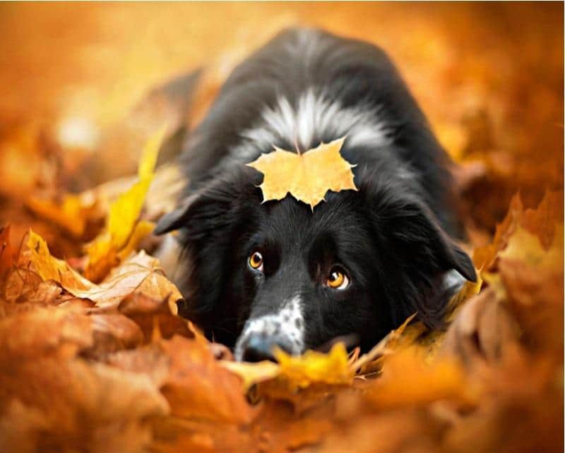 

Border Collie and Leaves – Paint By Numbers - 40*50CM, 501 Original