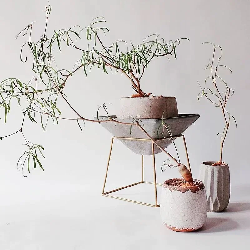 plant Aeonium Echeveria Haworthia  Caudex  Lithops Cactus  Agave 