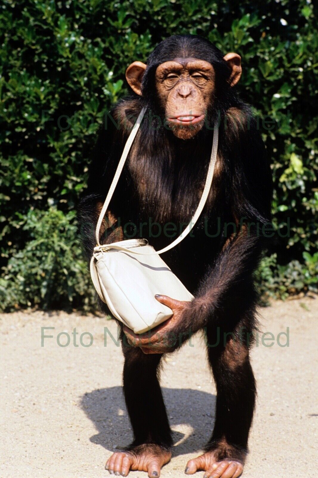 Animal Park Hagenbeck Hamburg Chimpanzee Primate - Photo Poster painting 20 X 30 CM (No 2-2