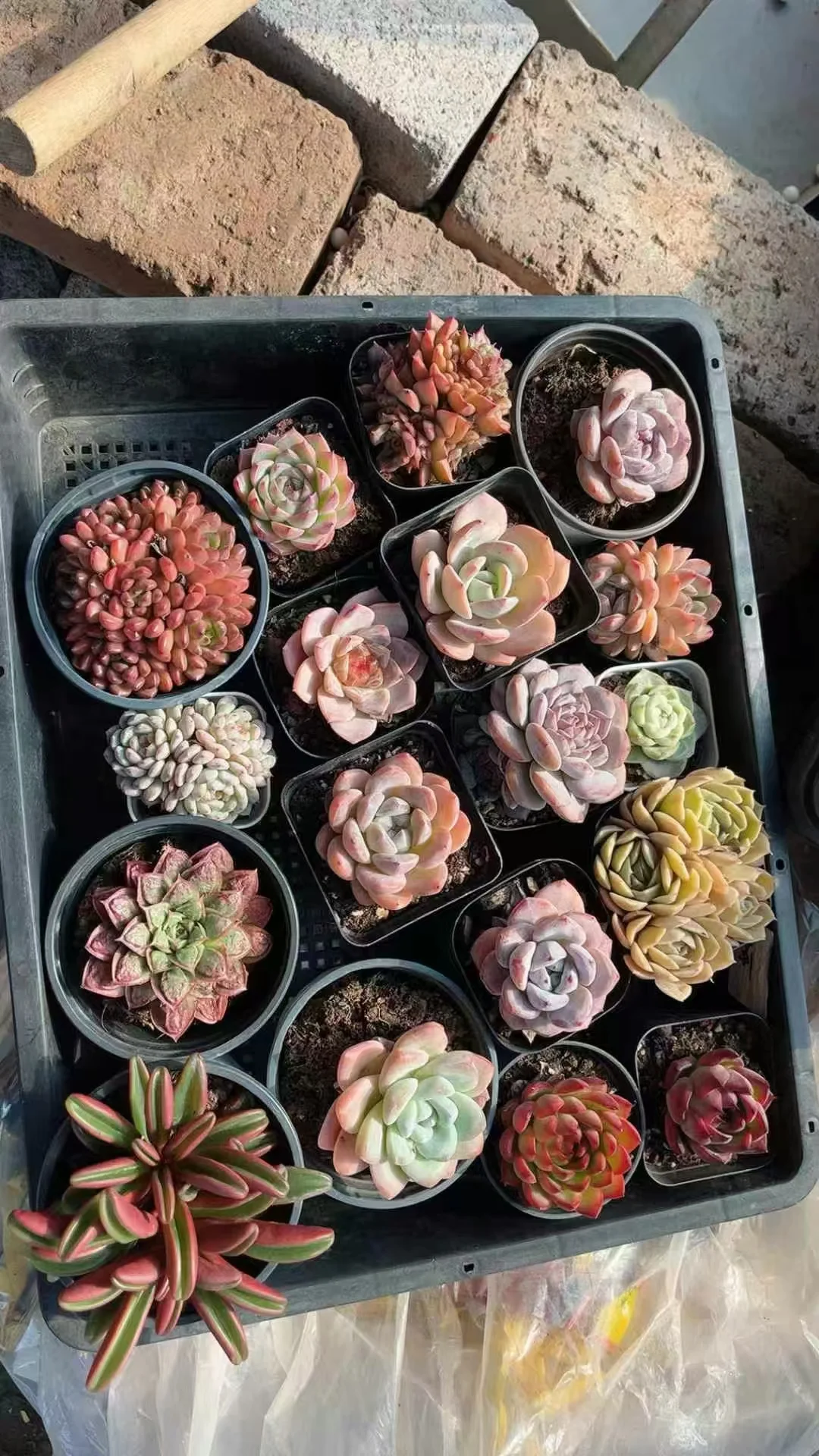 plant Aeonium Echeveria Haworthia  Caudex  Lithops Cactus  Agave 