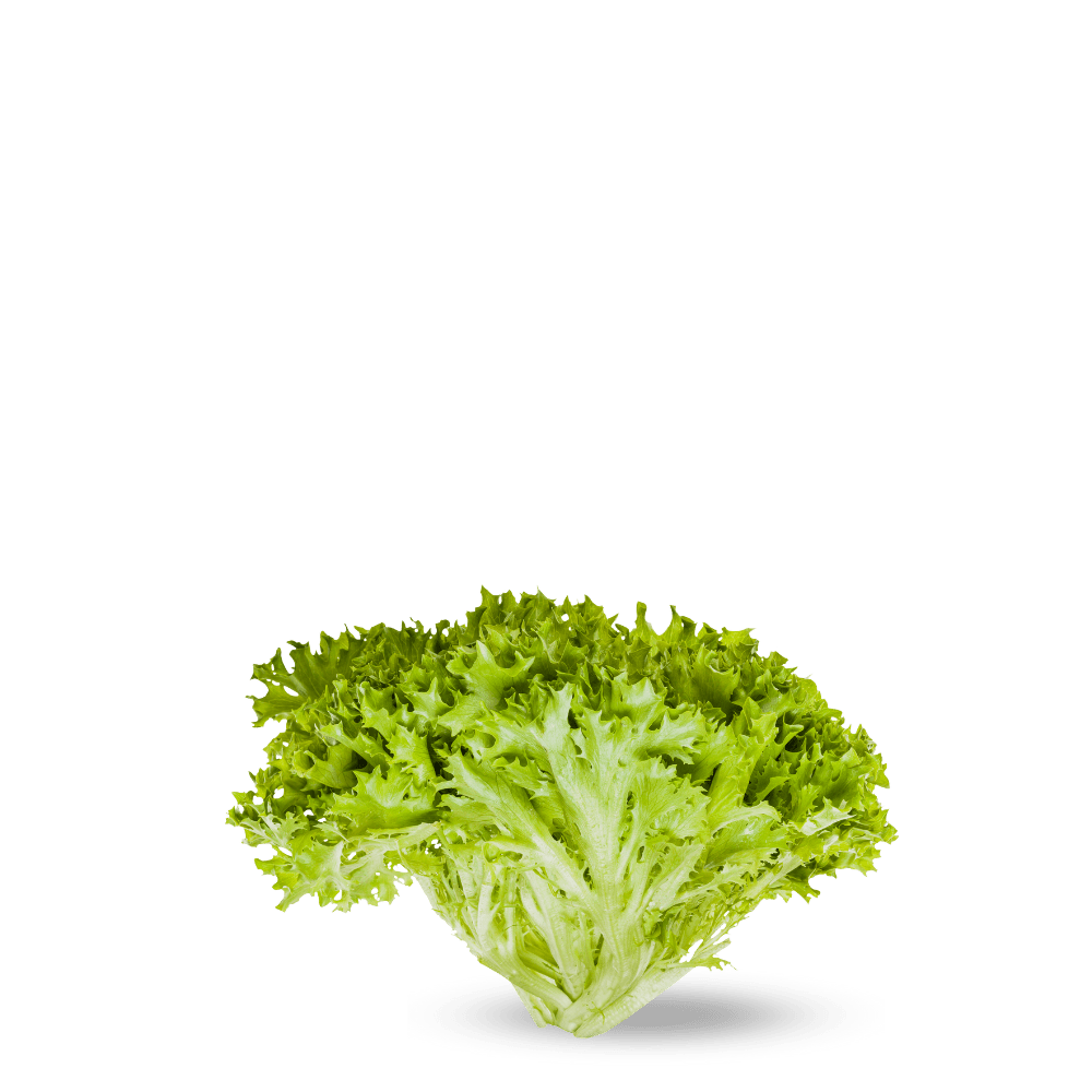 Chicory Endive Fris&eacute;e Seeds -  Rizada doble de verano