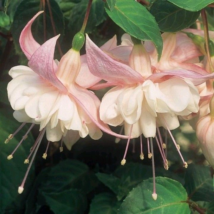 🧚🏼Fuchsia Flowers Seeds-Dancing Elf🪴Bonsai