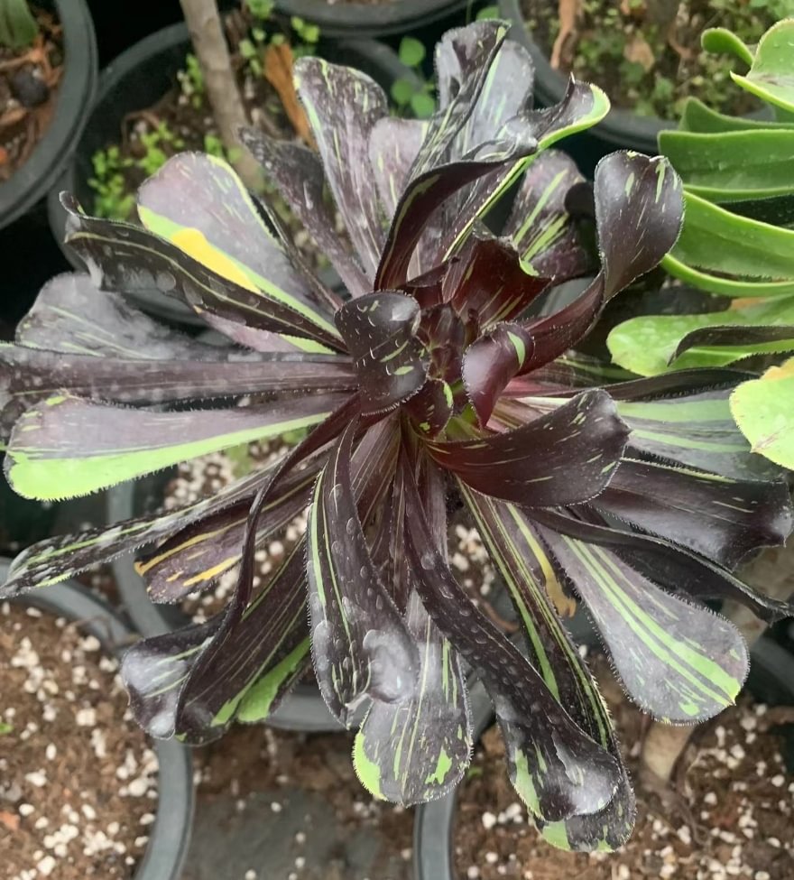 plant Aeonium Echeveria Haworthia  Caudex  Lithops Cactus  Agave 