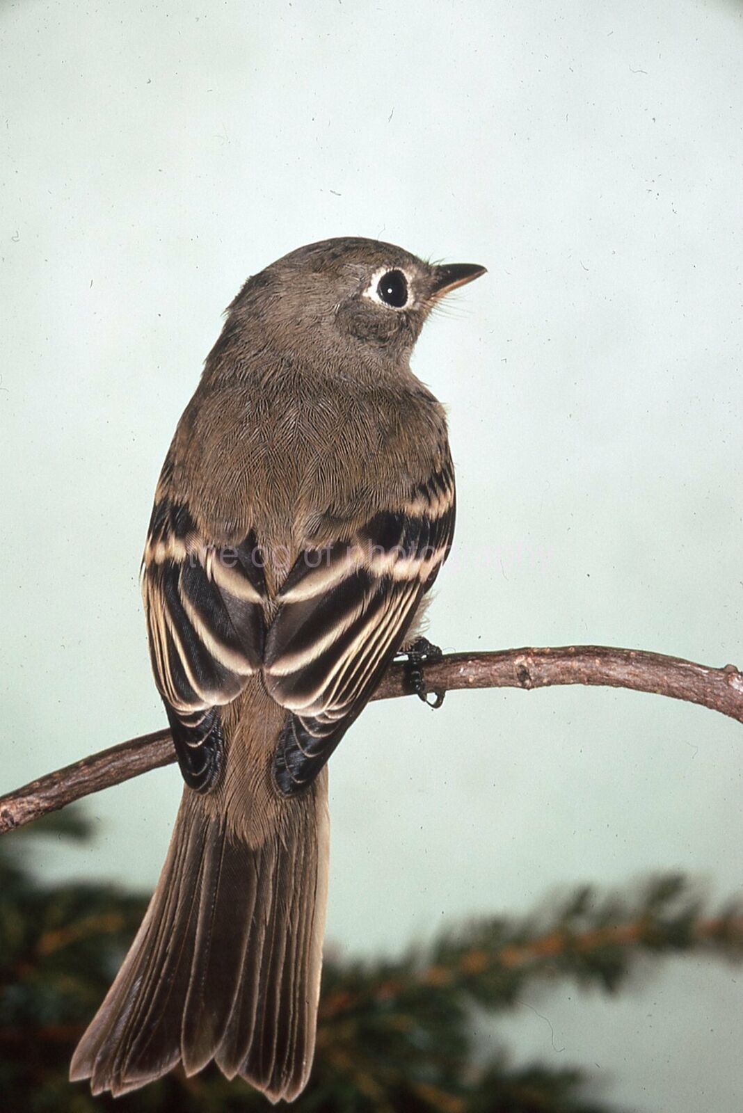 LEAST FLYCATCHER 35mm FOUND BIRD SLIDE Vintage COLOR Photo Poster painting 15 T 13 C