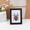 8pcs Insect DIY Mini Round Diamond Painting Set 12x17cm