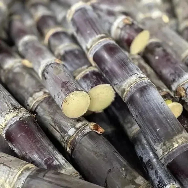 🌱 Grow Your Own Sugarcane – High Germination Seeds ✨ for Easy Home Gardens 🌿