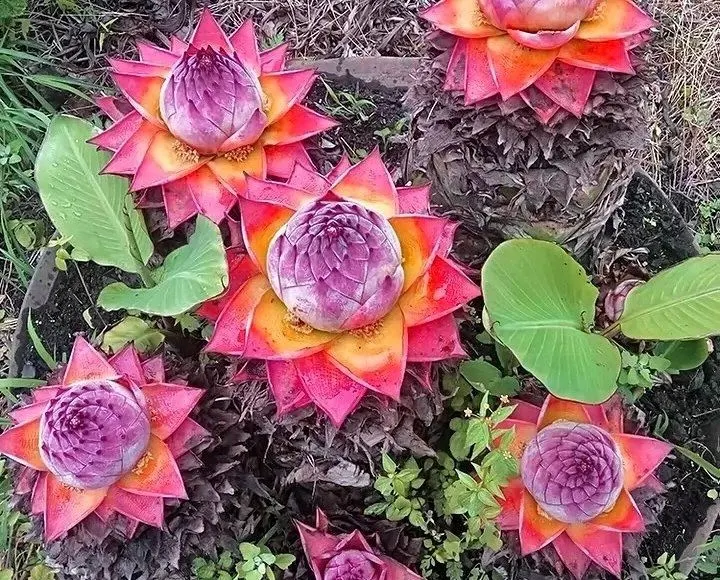 Golden Red Lotus Seeds: Embrace Tranquility with Every Bloom 🌸