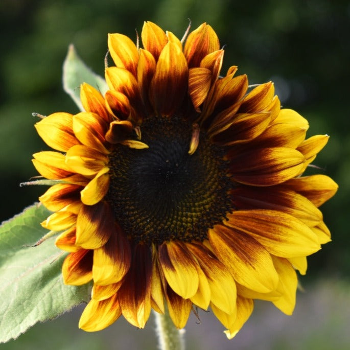 Sunflower Ruby Passion Flower | X 15 Seeds