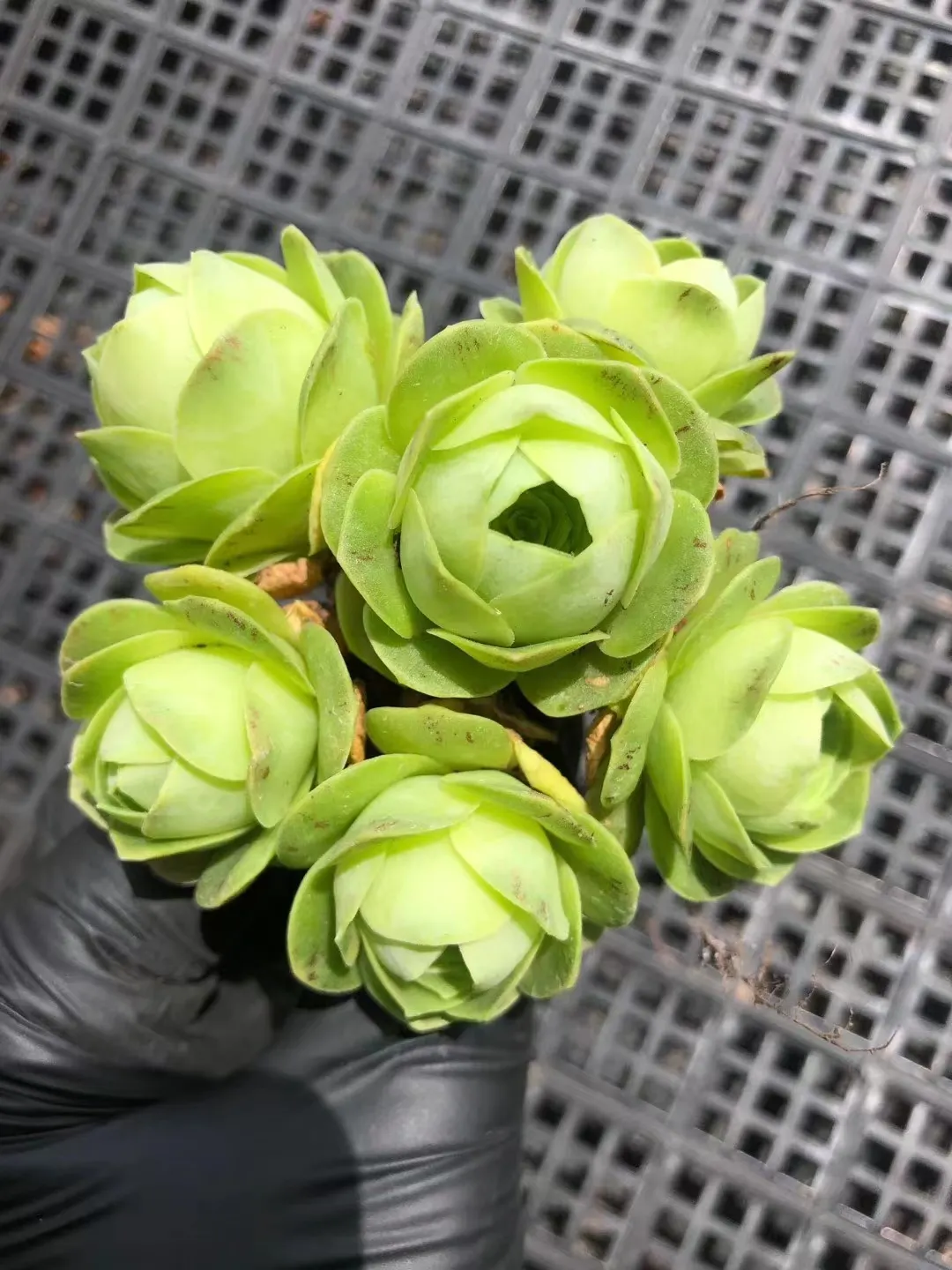 plant Aeonium Echeveria Haworthia  Caudex  Lithops Cactus  Agave 