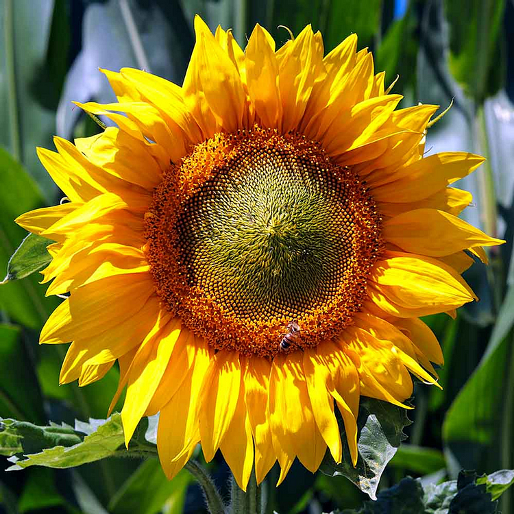 Mammoth Russian Sunflower Seeds