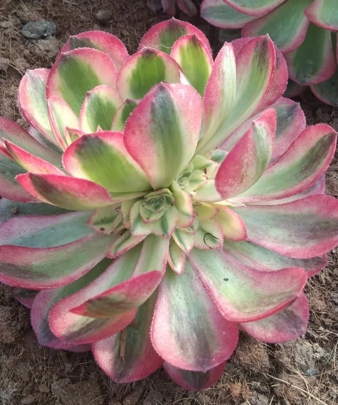 plant Aeonium Echeveria Haworthia  Caudex  Lithops Cactus  Agave 