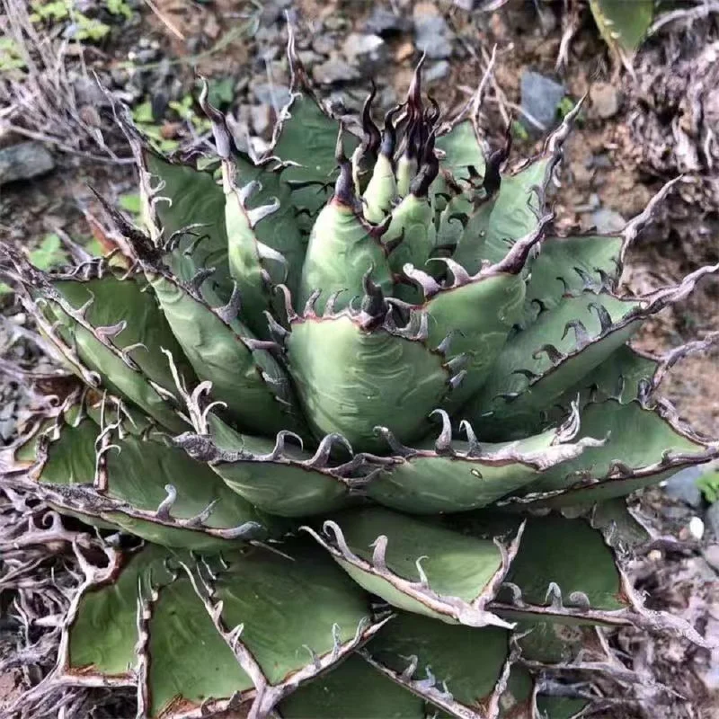 fk31.Agave margaritae 10-12cm/Agave plants / Succulent plants / Garden landscape / Carefully select healthy plants