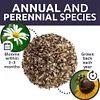 7,500 Fresh Pollinated Non-GMO Species Wildflower Seeds Package