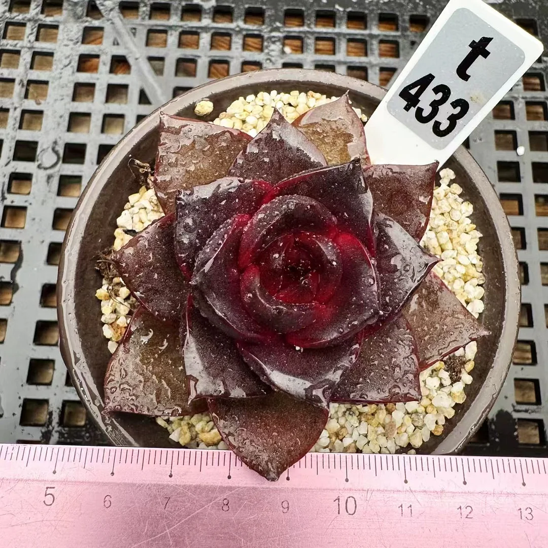 plant Aeonium Echeveria Haworthia  Caudex  Lithops Cactus  Agave 