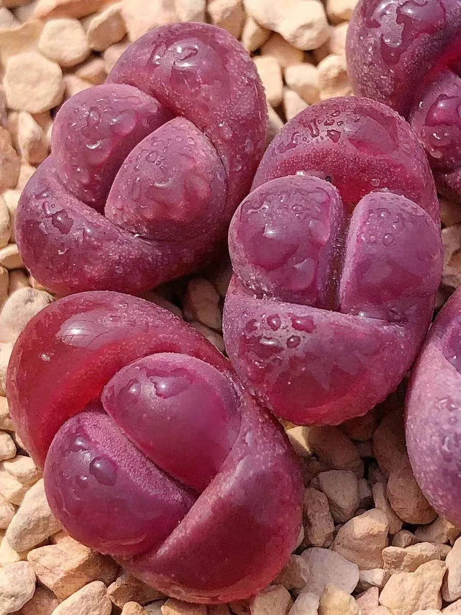 plant Aeonium Echeveria Haworthia  Caudex  Lithops Cactus  Agave 