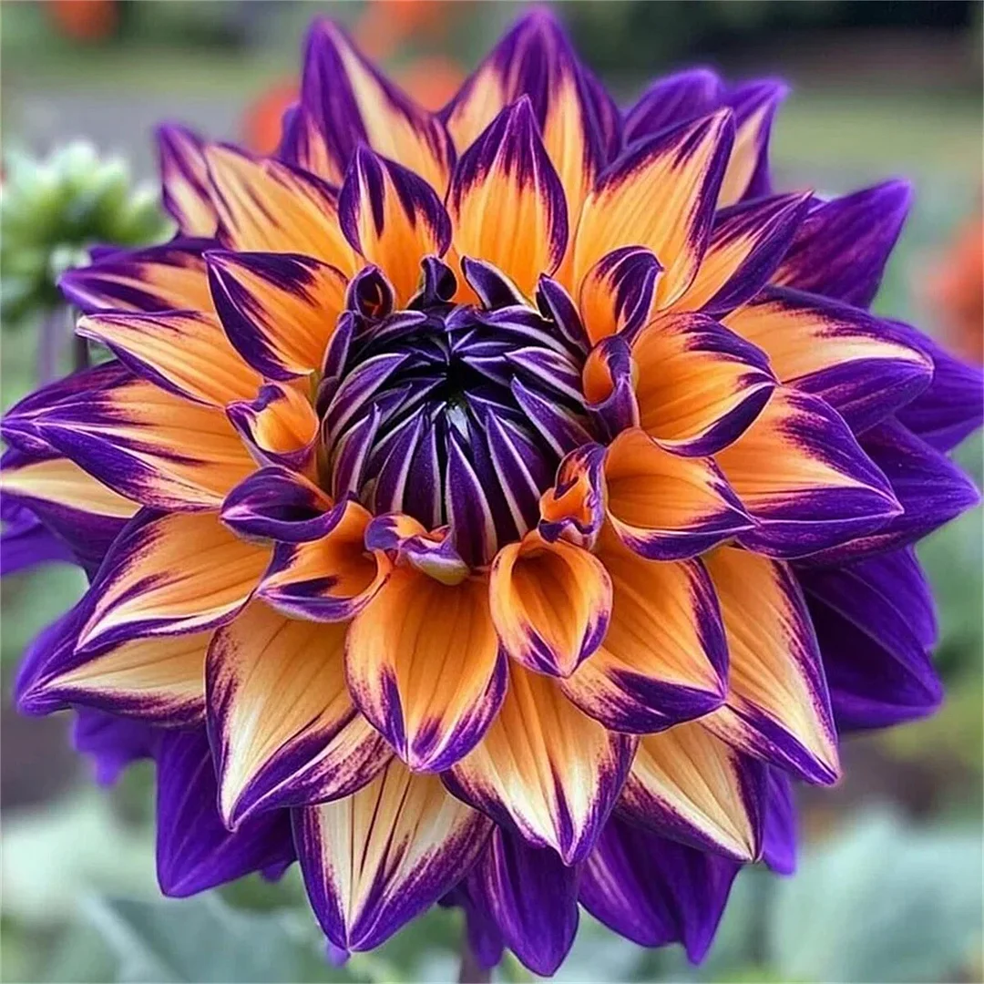 Wrong Vision-Double dahlia bulbs