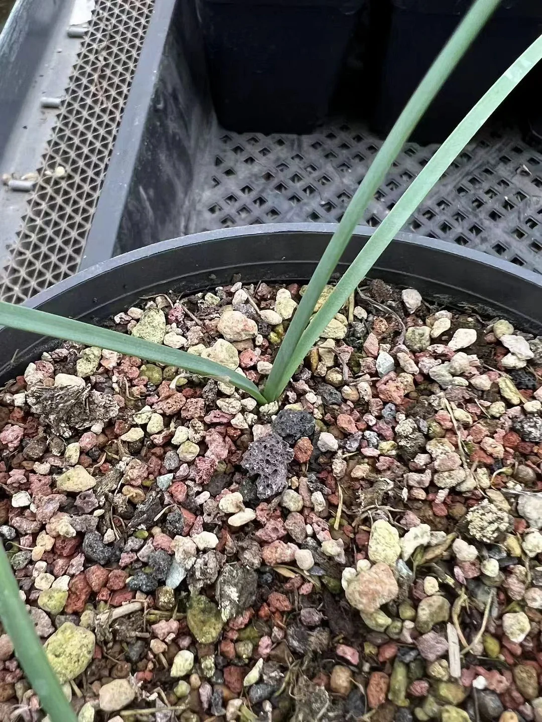 plant Aeonium Echeveria Haworthia  Caudex  Lithops Cactus  Agave 