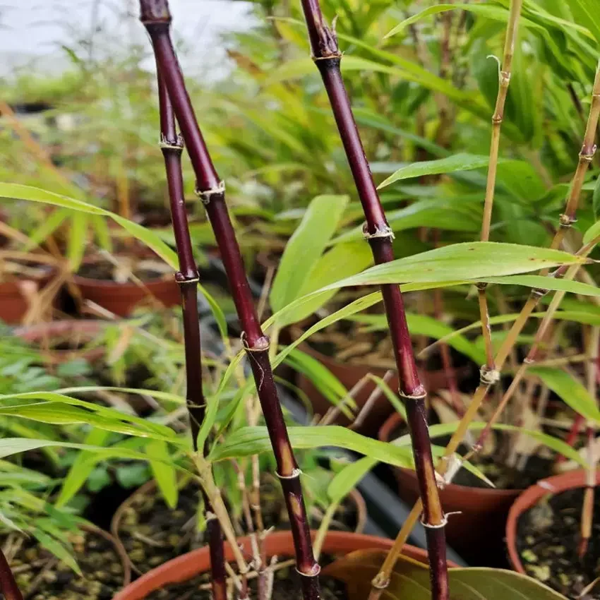 Purple Cold Bamboo - Elegant Zen Indoor and Outdoor Bamboo Plant