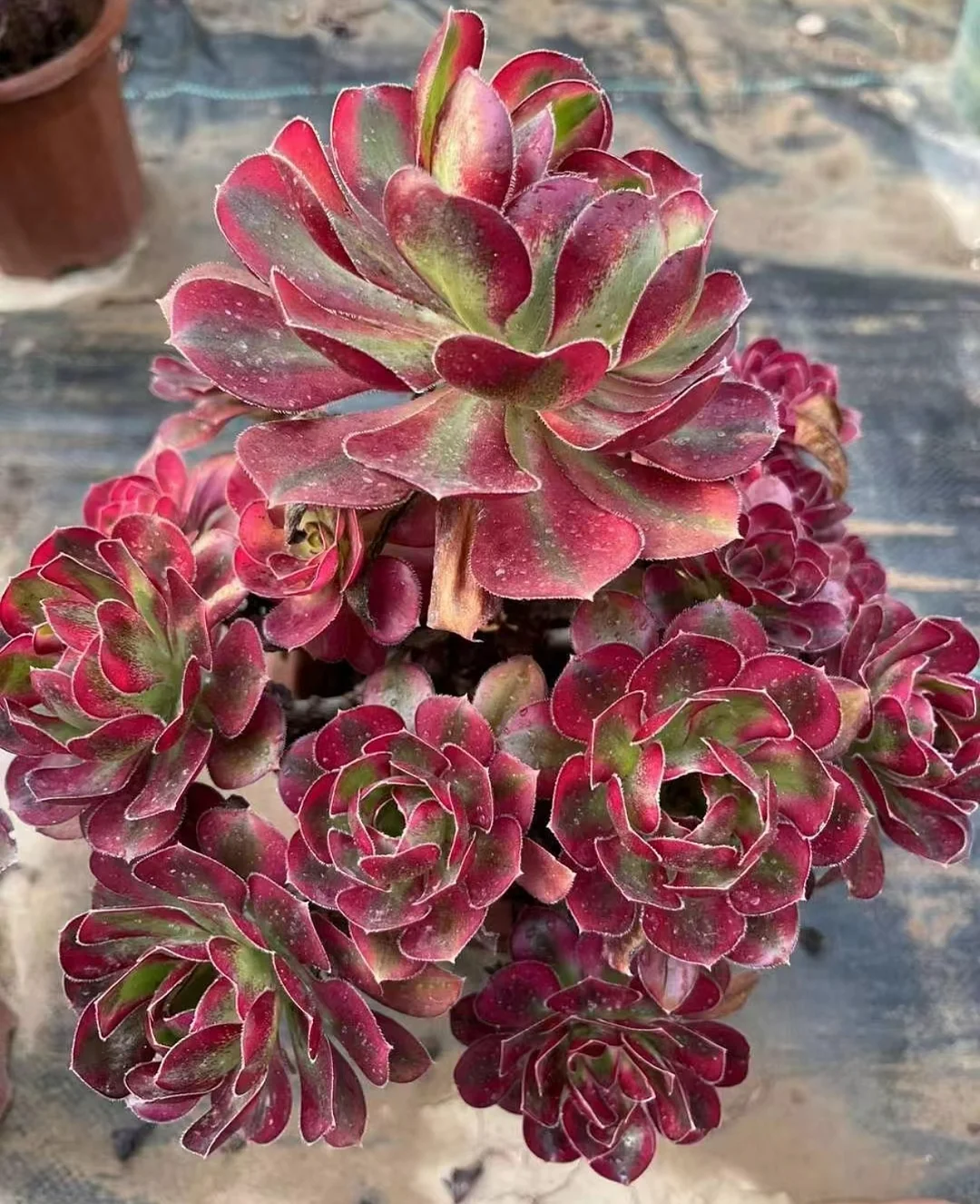 plant Aeonium Echeveria Haworthia  Caudex  Lithops Cactus  Agave 