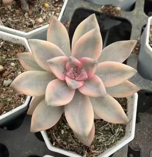 plant Aeonium Echeveria Haworthia  Caudex  Lithops Cactus  Agave 