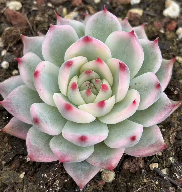 plant Aeonium Echeveria Haworthia  Caudex  Lithops Cactus  Agave 