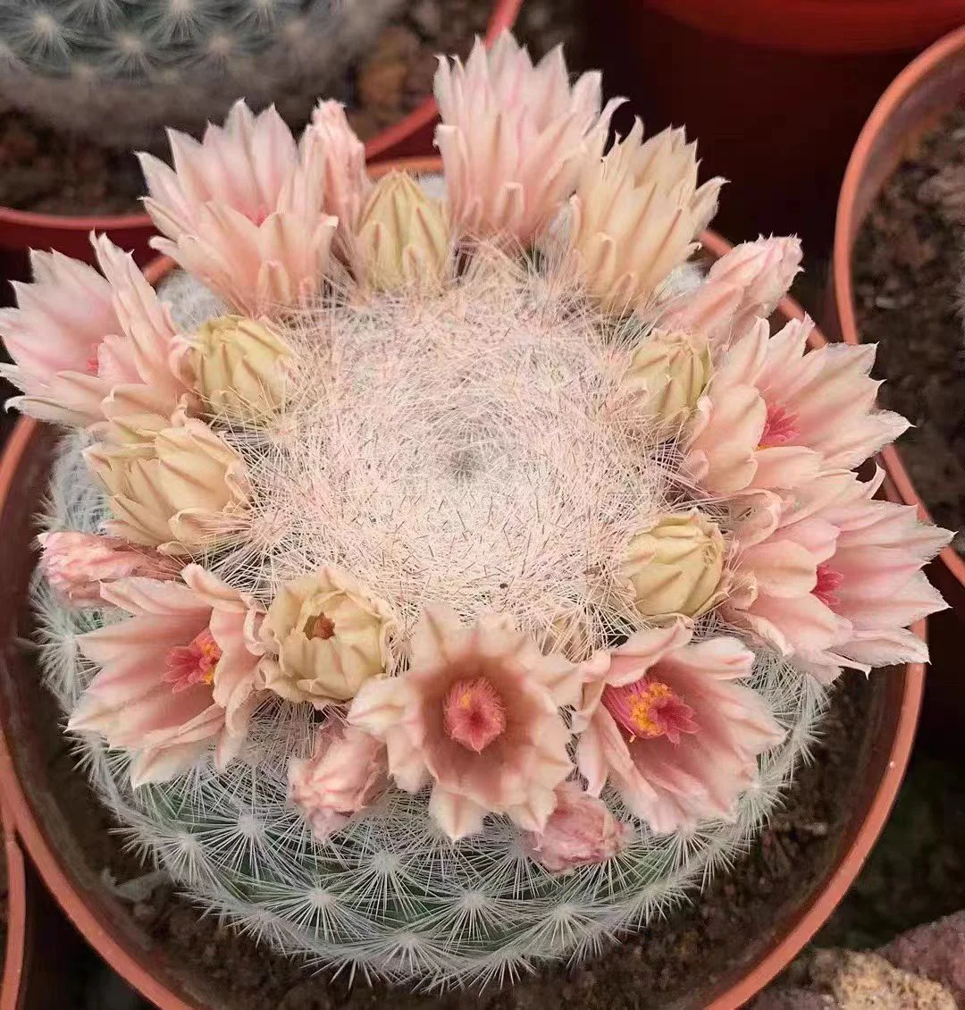 plant Aeonium Echeveria Haworthia  Caudex  Lithops Cactus  Agave 